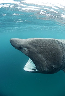 Basking Shark Drucke: Basking sharks