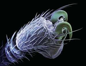 Scanning Electron Micrograph SEM Images Drucke: Bat fly foot, SEM