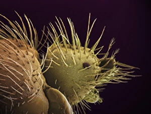 False Coloured SEM Images Drucke: Bat fly head, SEM