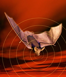 Drucke von Das Echolokationssystem der Bat ist eine Computerkunstwerkzeuge Bilder Datiert 2005 September: Batschallrauschen