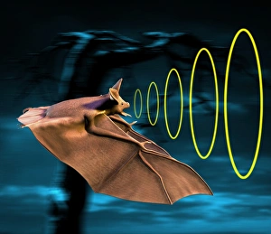 Drucke von Die Echolokationsanlage von Bat, Computerkunstwerk Bilder Datiert 2005 September: Batschallrauschen