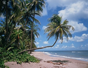 Caribbean Coastlines Drucke: Beach on Grenada