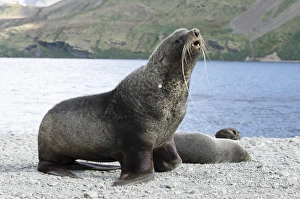 Antarctic Marine Life Drucke: Beachmaster fur seal