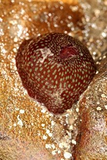 Drucke von Die Beadlet-Anemoon (Actinia equina) der Himbeerenart, mit ihren Tentakeln zurückgezogen Bilder Datiert 2006 August: Anemonenbeutelwurm