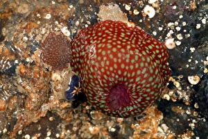 Drucke von Bedeckter Seestern (Actinia equina) der Himbeervariante, wobei die Tentakel zurückgezogen sind. Die kleinere Seesterne ist ein Baby. Das blaue Organismus mit gelbem Stern ist eine Seequarze Bilder Datiert 2006 August: Kleiner Seetang mit Jungtieren