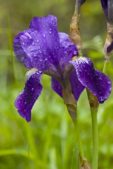 Iris Germanica Drucke: Bearded Iris (Iris germanica)