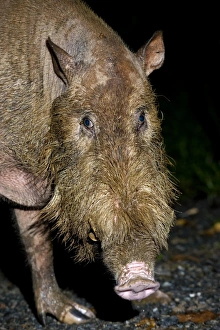 Danum Valley Conservation Area Drucke: Bearded pig