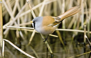 March Bird Sightings Drucke: Bearded reedling