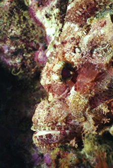 Bony Fish Adaptation Drucke: Bearded scorpionfish