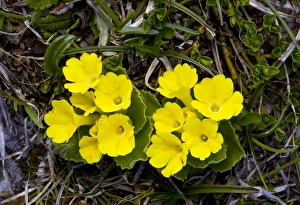 Drucke von Der Bärskopf (Primula auricula) blüht im Drei-Zinnen-Gruppe der Dolomiten, Italien Bilder Datiert 2011 Januar: Ursenohr (Primula auricula)