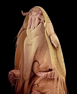 Drucke von Bäumkäferkopf mit Färben der Rasterelektronenmikroskopie (SEM). Darstellung unterseits des Kopfes eines Bären (Platypsyllus sp.)-Käfers Bilder Datiert 2012 Dezember: Bäuerchenkäferkopf, SEM