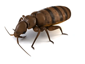 Pest Control Images Drucke: Bed bug, artwork F006 / 2182