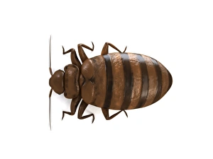 Cimex Lectularius Drucke: Bed bug, artwork F006 / 2183
