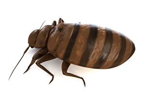 Pest Control Images Drucke: Bed bug, artwork F006 / 2186
