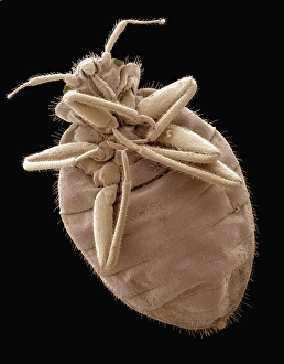 Coloured SEM Images Of Insects Drucke: Bedbug, SEM