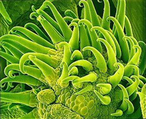 Scanning Electron Microscopy Plant Cells Drucke: Bedstraw stem, SEM