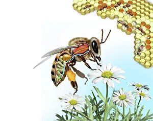 Bilder Datiert 2010: Insektenanatomie Kunstwerk