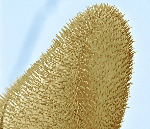 Drucke von Die Bieneantenne, farbiges Scanning-Elektronen-Mikroskopbild. Geruch und Berührung sind wichtige Sinne für Bienen, besonders wenn sie in ihrem Honigbüchsen oder Nest sind Bilder Datiert 2010 März: Bienenantenne, SEM