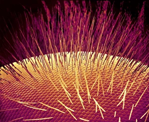 Drucke von Bienenauge. Farbener Scan-electron-Mikroskop (SEM) des Komplexauges einer Biene (Apis mellifera). Die Schutzhaare bedecken seine Oberfläche Bilder Datiert 2002 Oktober: Bienenaugen, SEM