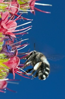 Echium Wildpretii Drucke: Bee feeding on Teide bugloss C016 / 4752