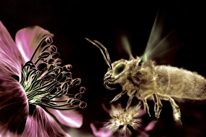 Pollen Transfer Mechanism Drucke: Bee and flower, computer artwork