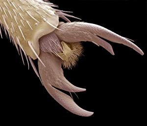 Insektenfußklauen, SEM