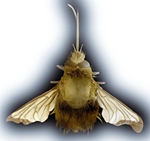 Insect Scanning Electron Microscopy Drucke: Bee hawk moth, SEM