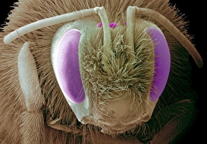 Bienenkopf, SEM C018 / 0546