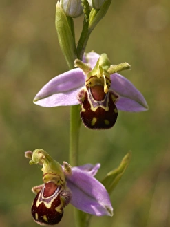 Bee Orchid Flowers Drucke: Bee Orchid (Ophrys apifera)
