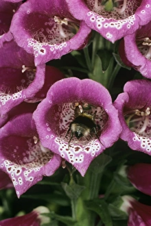 Plant Reproduction Biology Drucke: Bee pollination