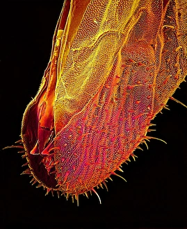 Insect Mouthparts SEM Drucke: Bee proboscis, SEM