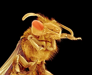 Coloured SEM Images Drucke: Bee, SEM