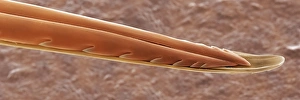 Bilder, datiert 2001: Bienenstich SEM