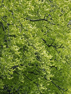 European Beech Photos Drucke: Beech (Fagus)