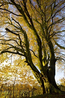 Autumn Leaves UK Drucke: Beech (Fagus sylvatica)