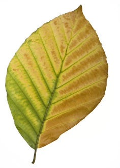 Beech Tree Autumn Colors Drucke: Beech (Fagus sylvatica) tree leaf C014 / 0717