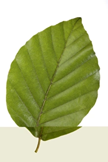 Bilder Datiert 24. August 2012: Eichebaumwuchsblatt Fagus sylvatica C014/0718