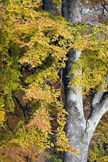 Beech Foliage Drucke: Beech foliage