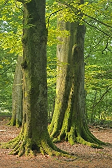German Woodland Scene Drucke: Beech forest C018 / 9215