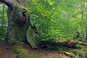 Old Beech Tree Drucke: Beech forest C018 / 9217