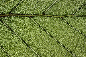 Beech Tree Leaves Drucke: Beech leaf