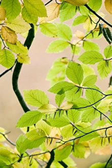 Beech Leaf Photography Drucke: Beech leaves