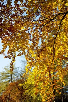 Eiche im Herbst