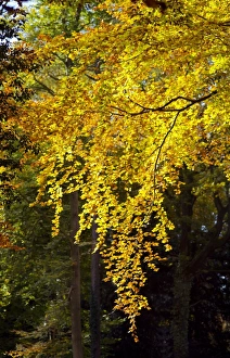 Fagus Sylvatica UK Drucke: Beech tree in autumn