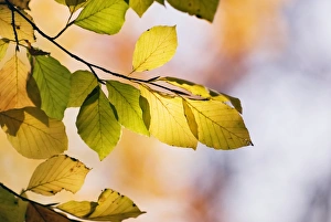 Autumn Beech Leaves Drucke: Beech tree foliage