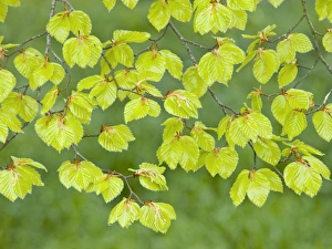 Beech Tree Leaves Drucke: Beech tree leaves (Fagus sylvatica)
