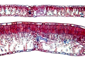 Drucke von Buchenblätter. Lichtmikroskopische Aufnahme einer Schnittstelle durch zwei Blätter aus verschiedenen Teilen eines gemeinsamen Buchenbaums (Fagus sylvatica) Bilder Datiert 2012 Januar: Eichenblätter im Lichtmikroskop