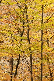 British Woodland Scenes Drucke: Beech trees in autumn