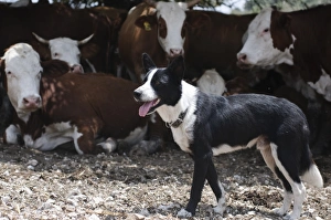 Drucke von Rinderzucht Rindviehzucht In Israel auf dem Berg Karmel Die Herde nähern sich unter einem Baum Schatten Der Hirtenhund beobachtet Bilder Datiert 2011 Dezember: Rindviehzucht
