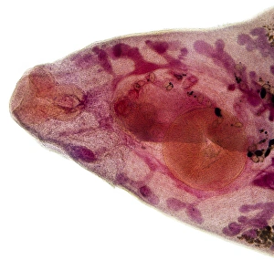 Light Micrograph Images Drucke: Beef liver fluke, light micrograph